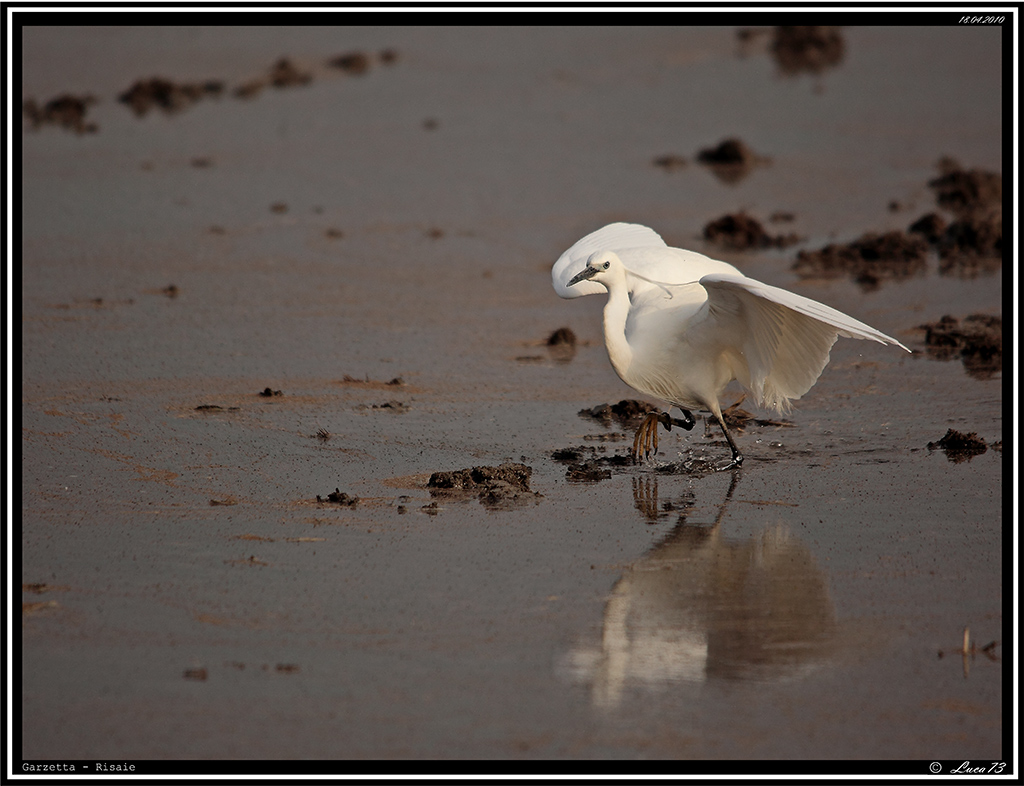 Garzetta # 9