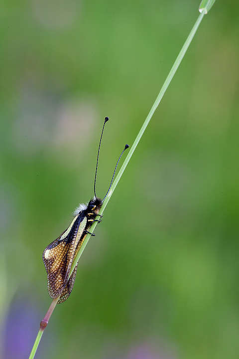 Libelloides coccajus