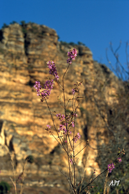 Madagascar - Particolare ad Isalo