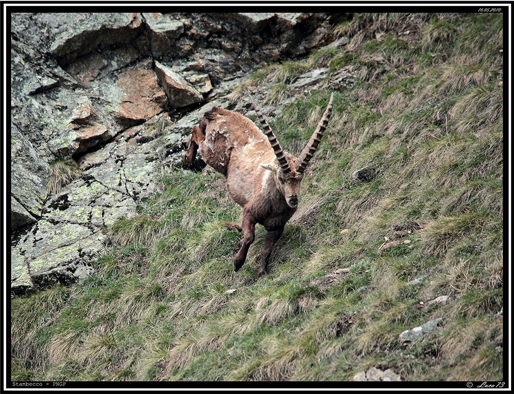 Stambecco PNGP # 6 - Ariete 1