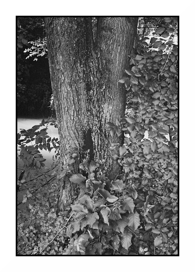 Sole, ombra, alberi, acqua