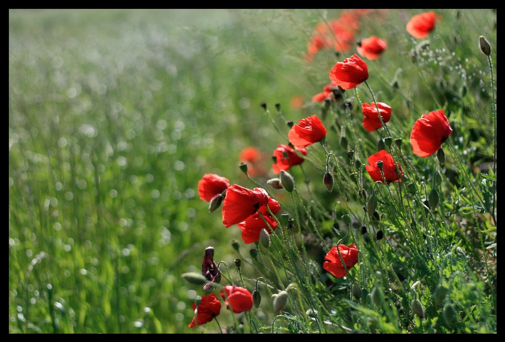 Papaveri al vento..