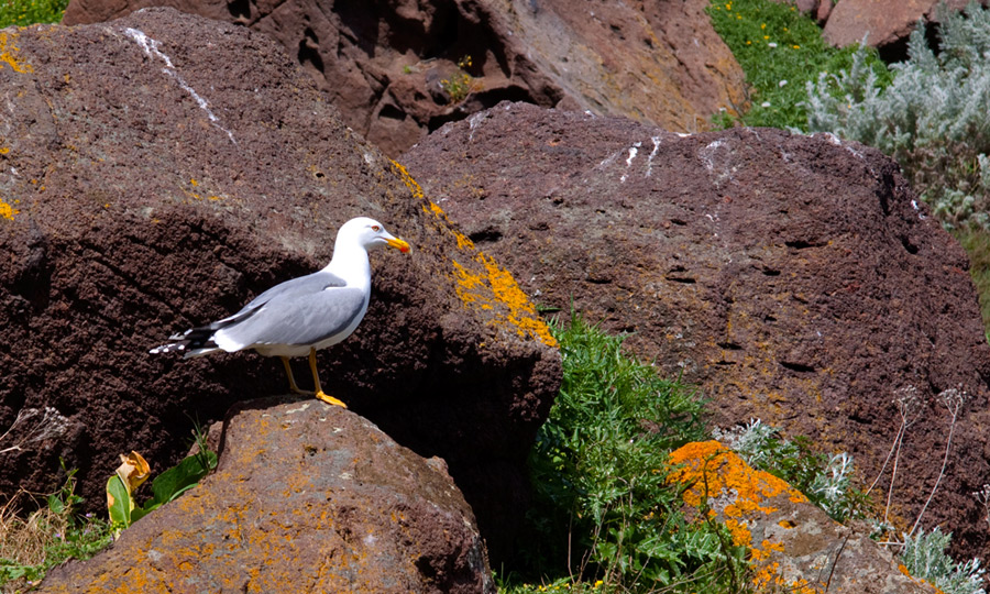 Fauna di Castelsardo
