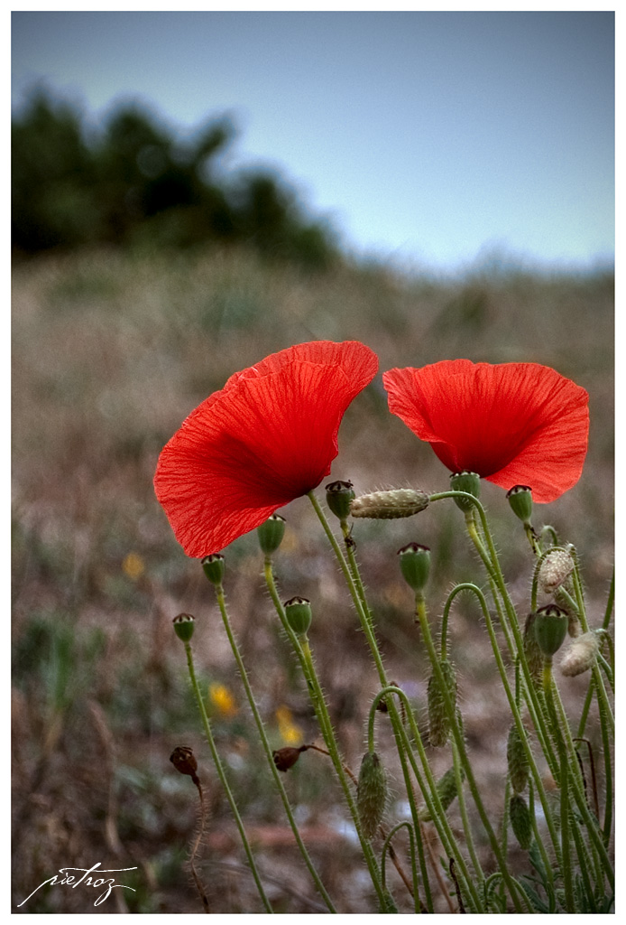 Papaver rhoeas