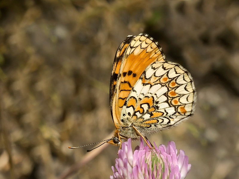 melitaea