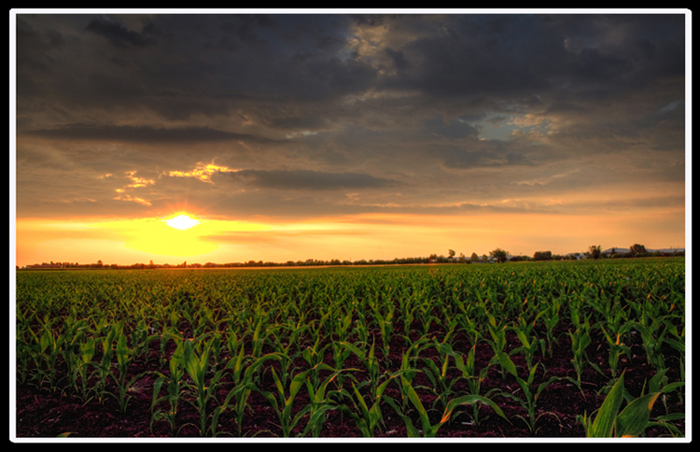 Campi, campi e campi