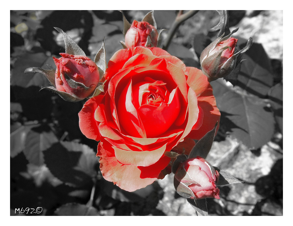 ... come una fiamma ...