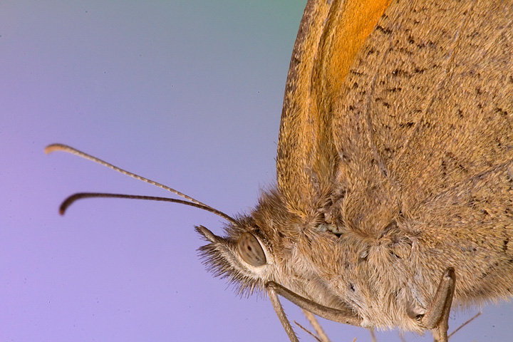 ritratto di Maniola jurtina femmina