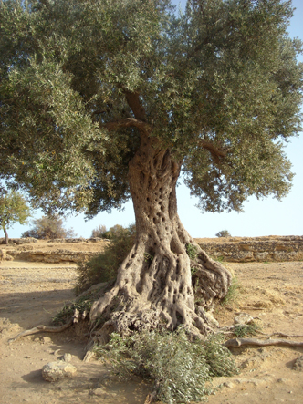 ulivo della valle dei templi