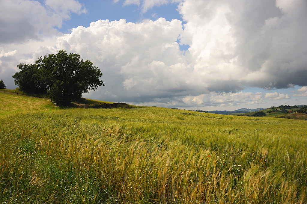 Paesaggio marchigiano