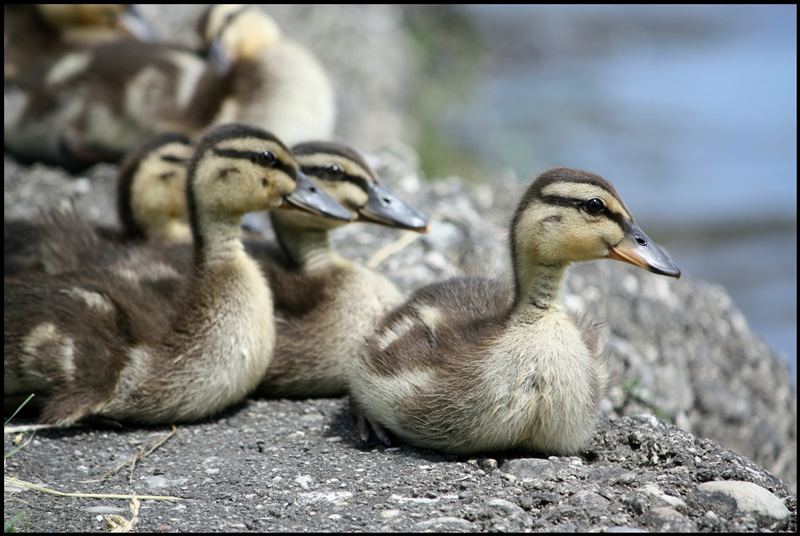 In attesa del tuffo...