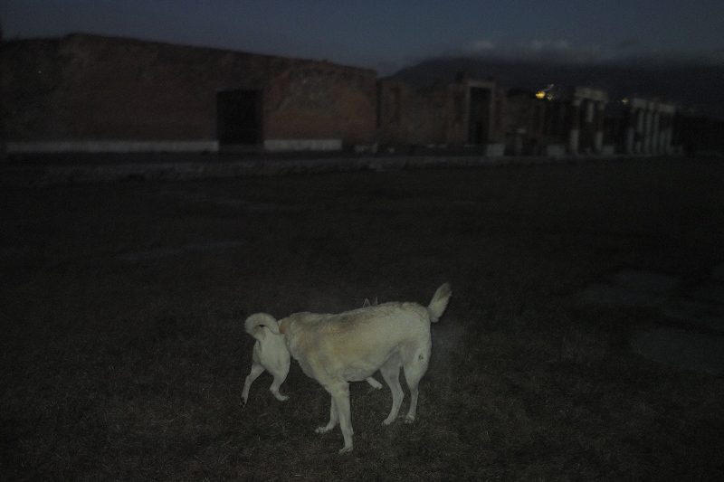 Cani, Pompei 2010