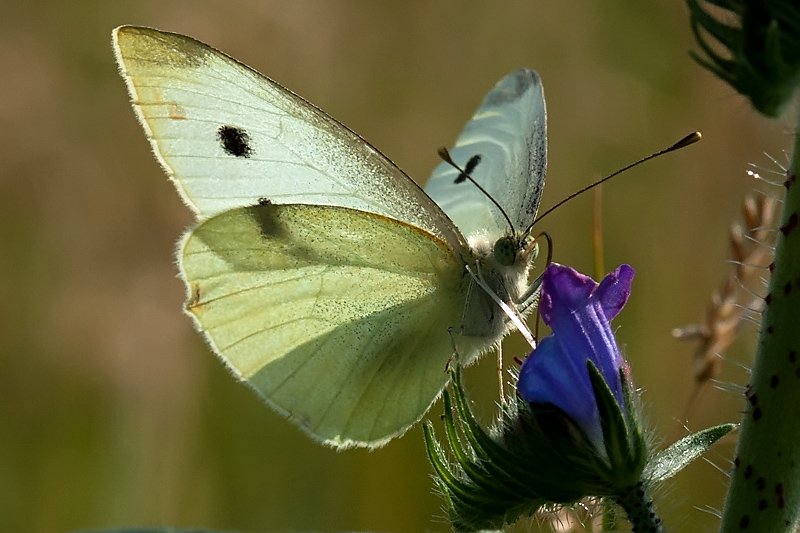farfalla in controluce