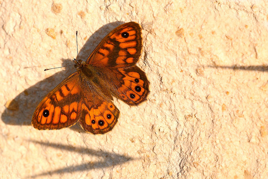 ...Ombre Cinesi...!!!