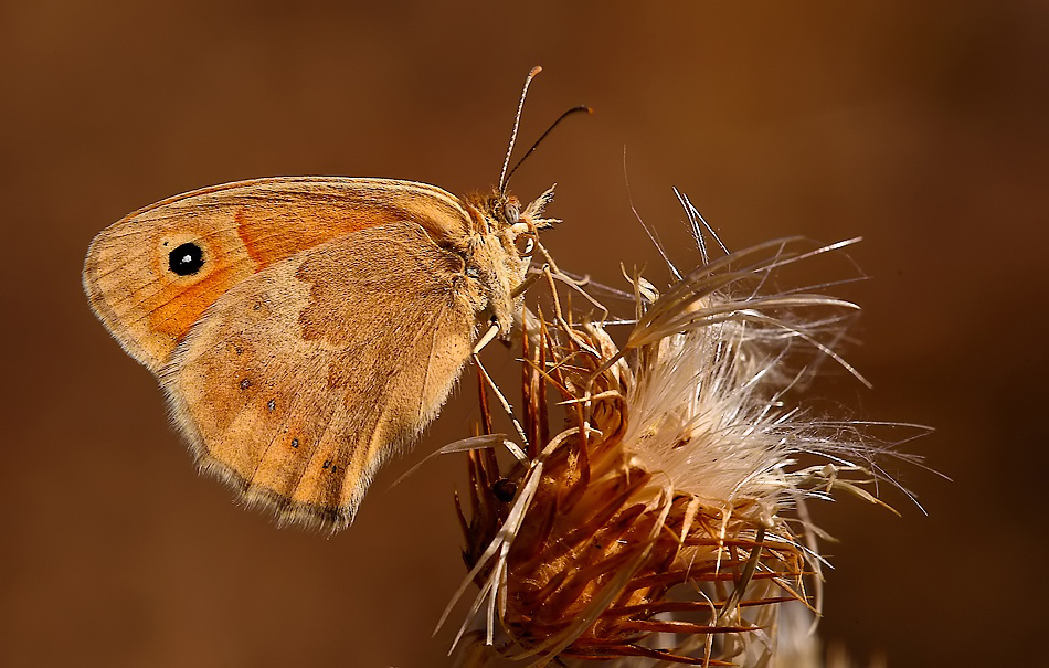 ...Farfalla Al Sole...!!!