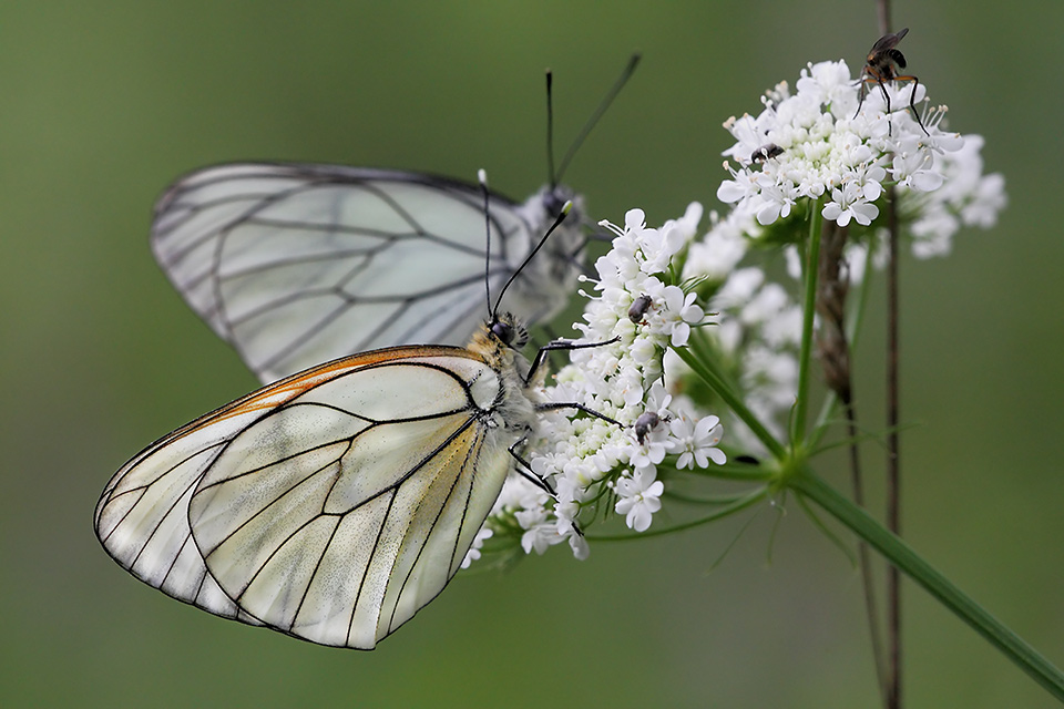 Aporia crataegi - posatoio completo