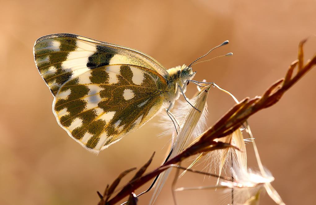 ...Sempre In Controluce...!!!