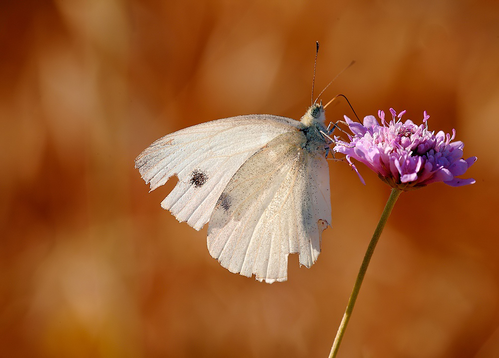 ...Gli Ultimi Sprazzi...!!!