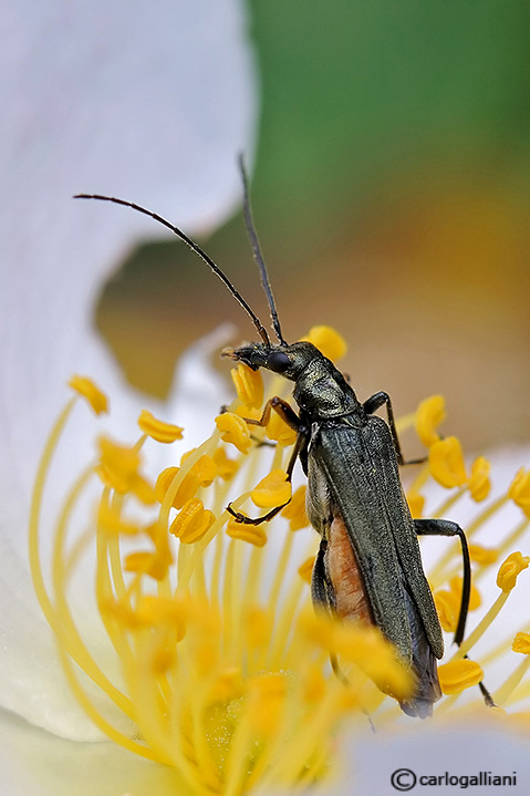 Oedemera nobilis
