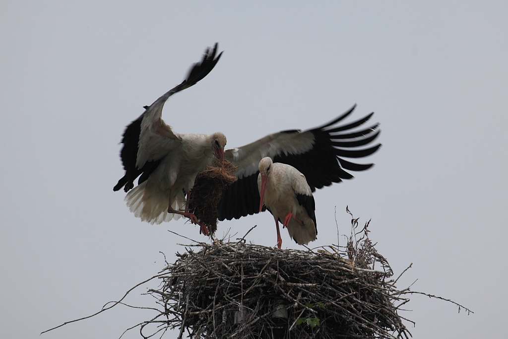 La costruzione del nido