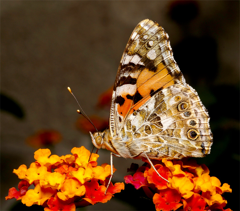 Vanessa cardui
