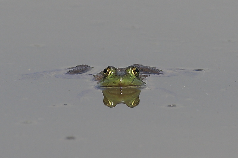 La terribile Rana toro