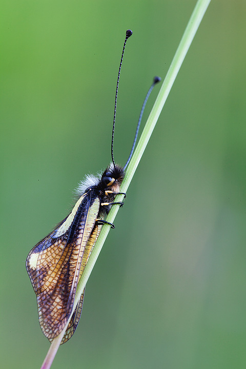 Libelloide ultimo atto