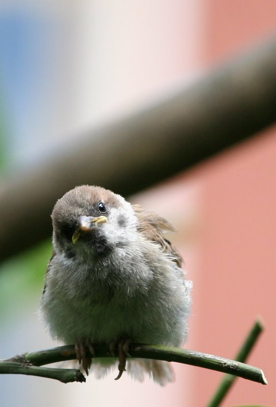 Pullo PasseroDomestico_2