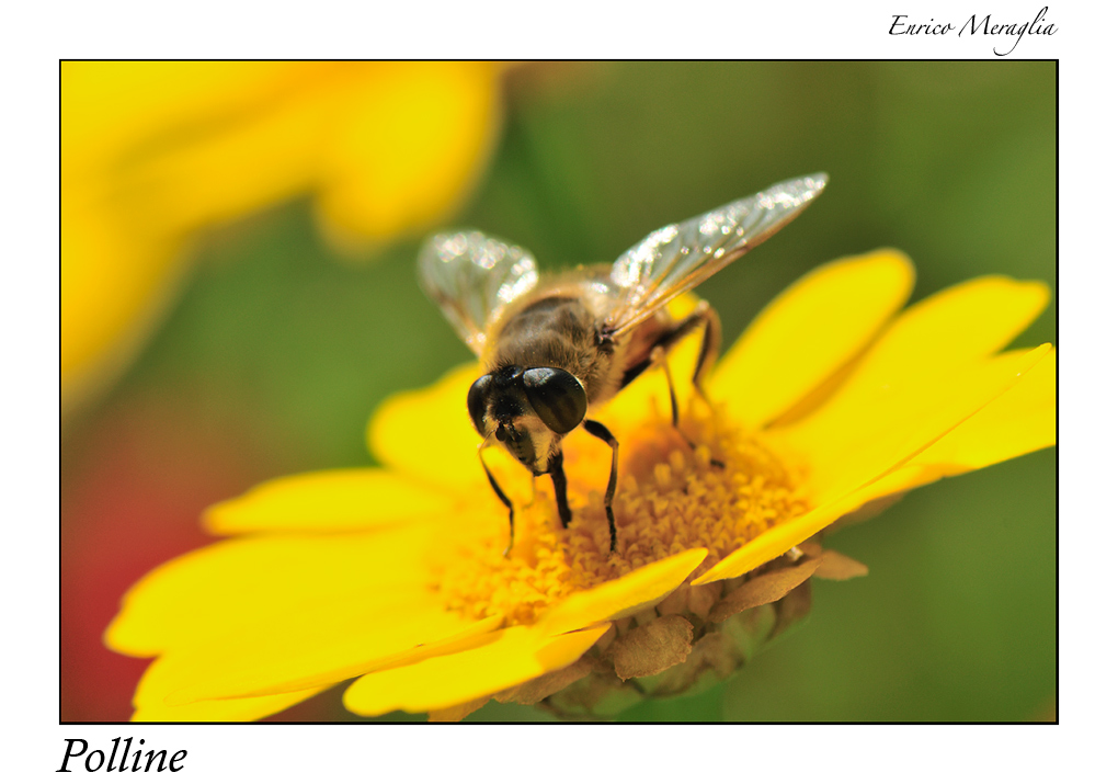 Polline