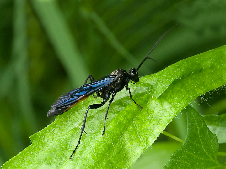 imenottero(almeno credo)