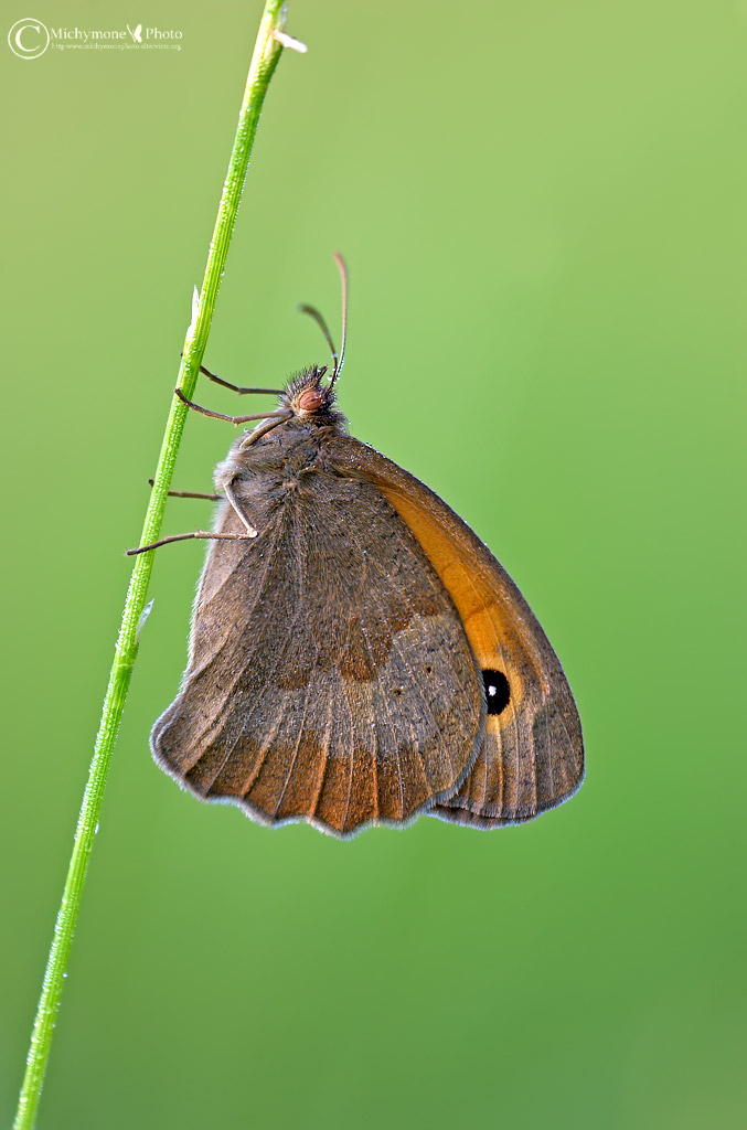 Coenonympha-pamphilus