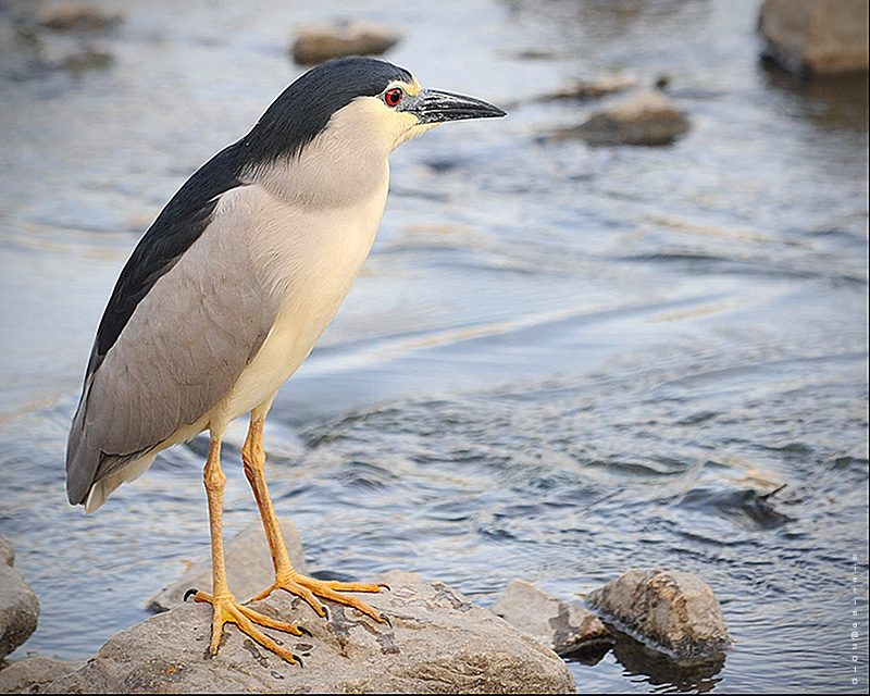 Nitticora giovane 2010