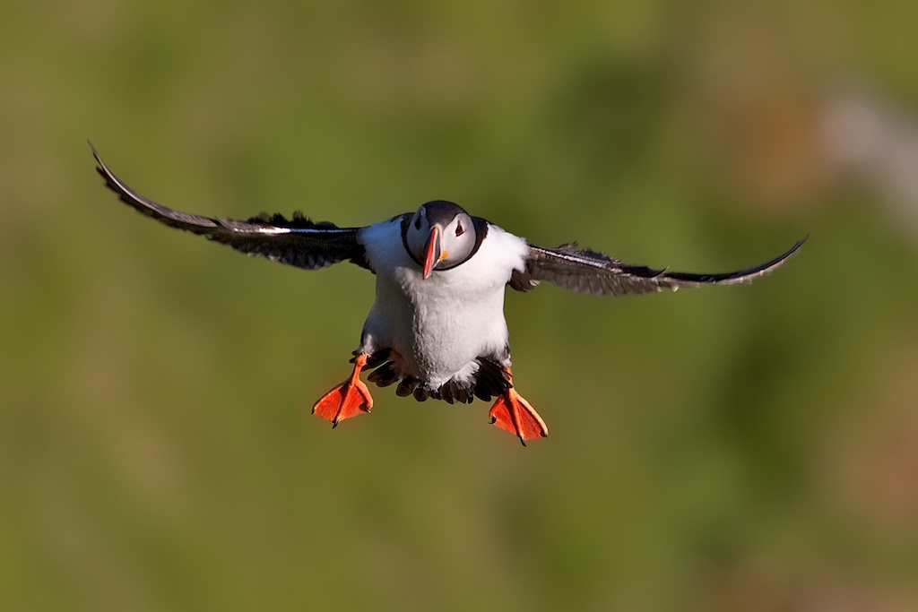 Pulcinella di mare in atterraggio