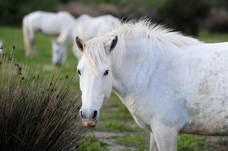 I cavalli bianchi della Camargue
