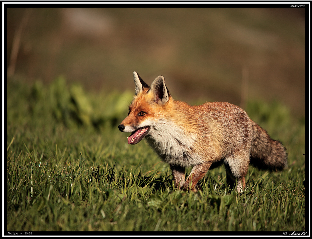 Volpe PNPG # 6