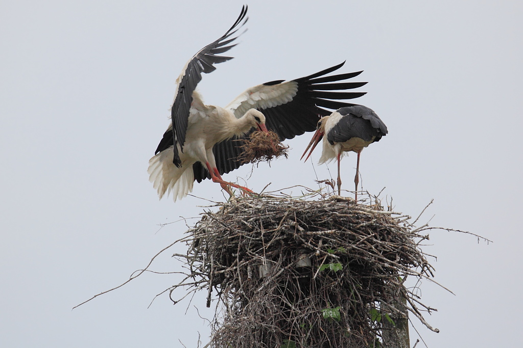 La costruzione del nido