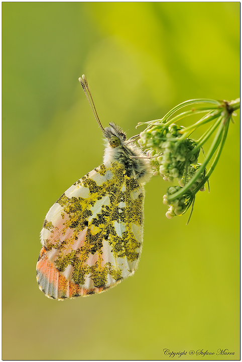 Anthocharis cardamines 1