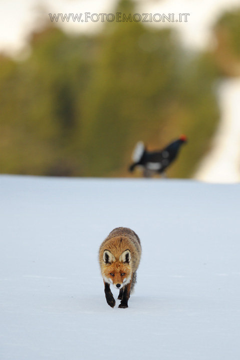 Volpe a caccia nell'arenda dei Galli forcelli