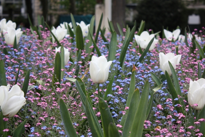 Tulipani a Parigi
