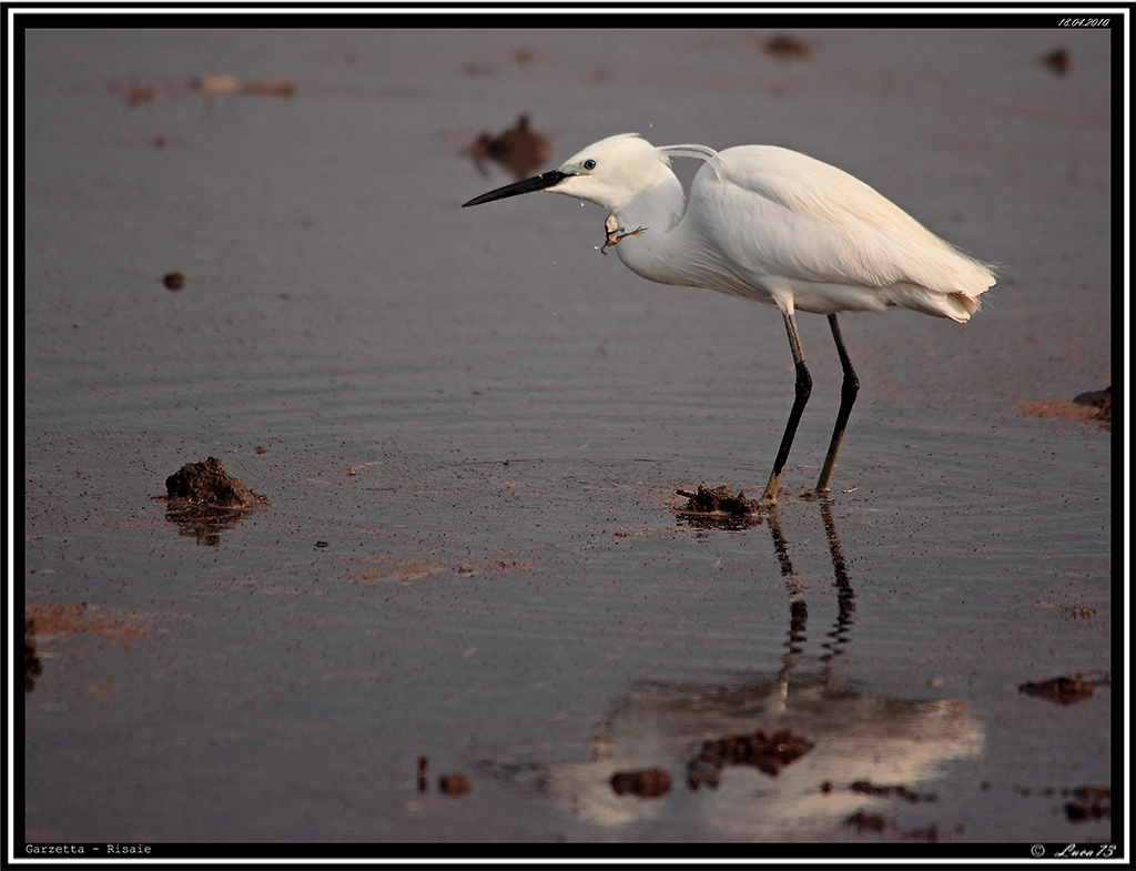 Garzetta # 12  - l'eterna sfida predatore-preda non sempre � favore del primo...alcune volte, anzi spesso, succede proprio che il pi� debole abbia la meglio...ma andr� sempre cos�...?