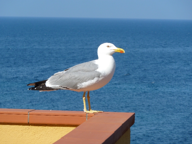 Gabbiano