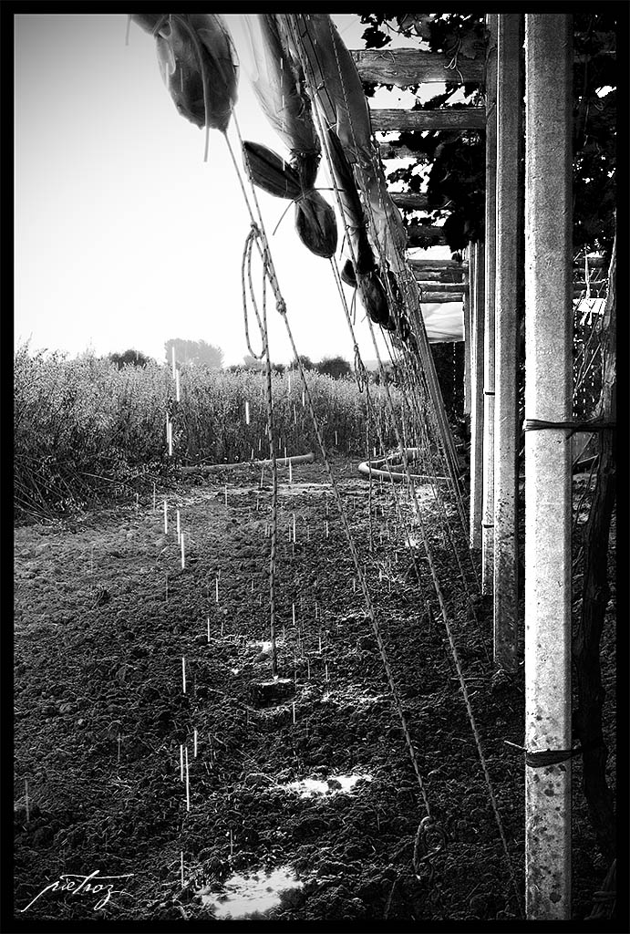 Irrigazione di una vigna...