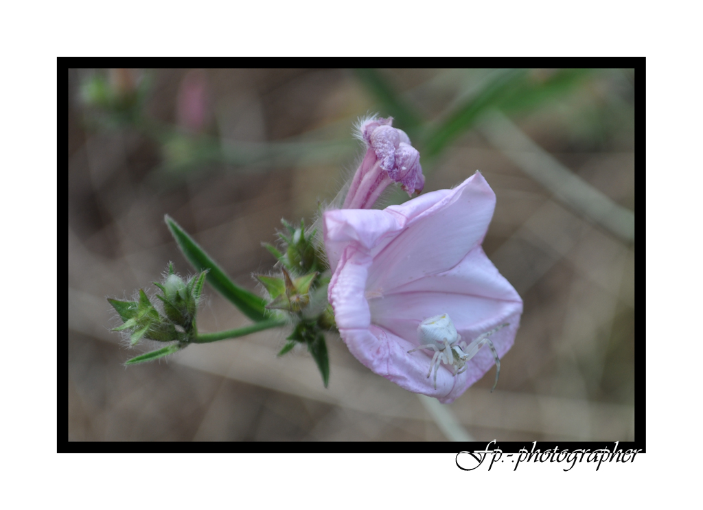 Prima foto Nikon d5000