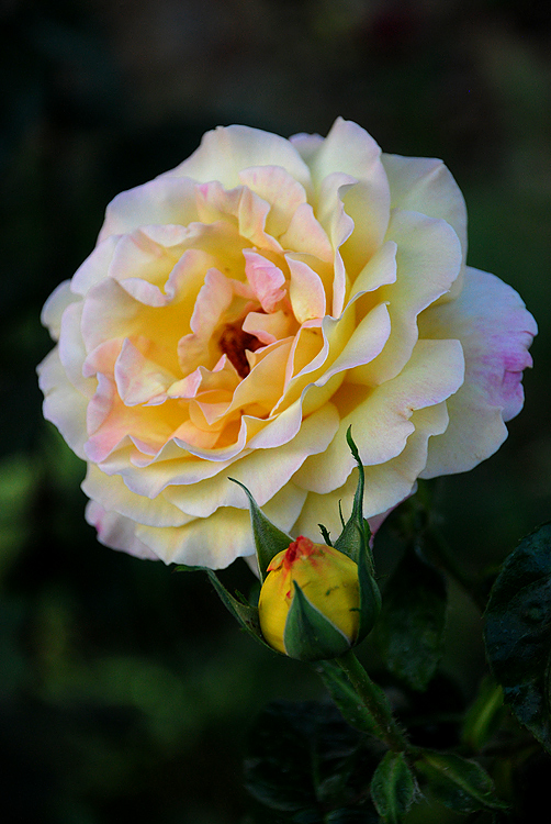 Rosa de Alhambra