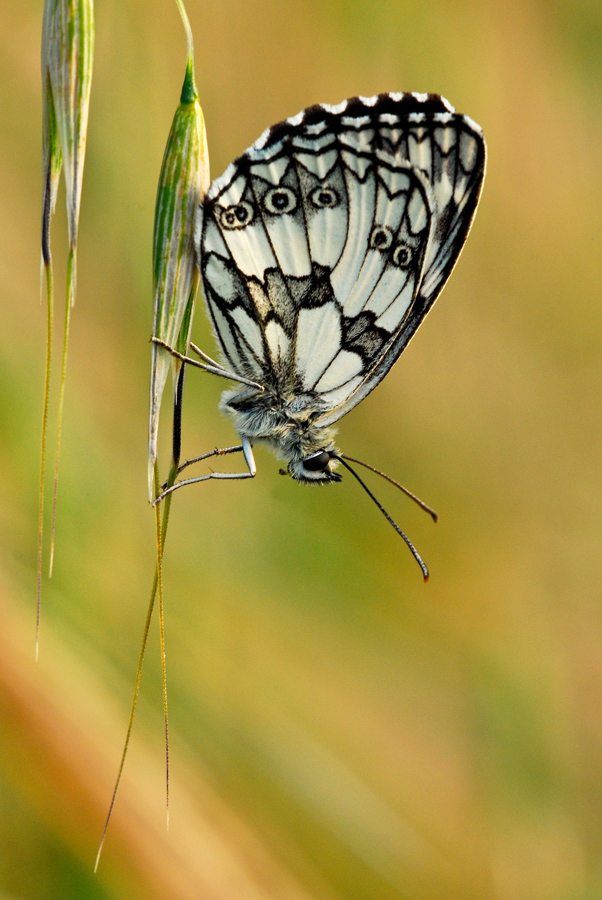 Melanargia al tramonto