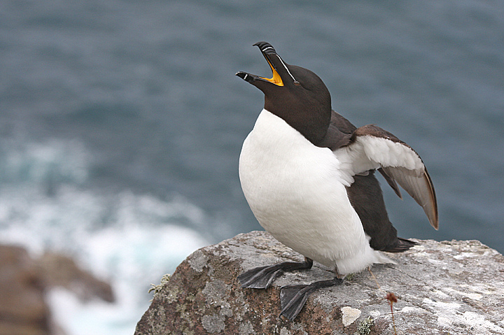IL GRIDO DELLA GAZZA.........
