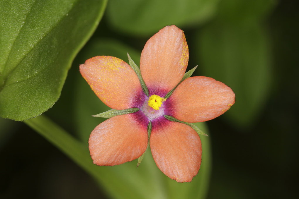 Anagallis