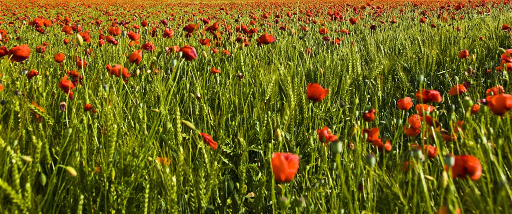 Papaveri 2
