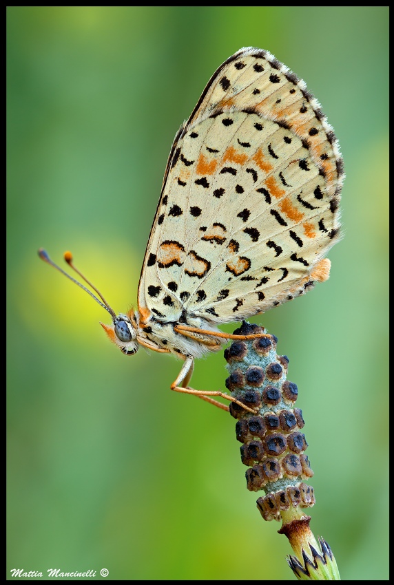 Melitaea