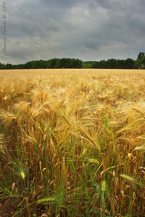 Wheat and the Storm